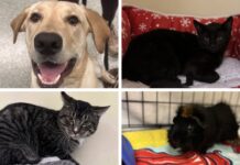 four pictures of cats, dogs, and a dog